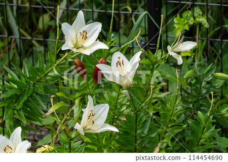 Iina Park Kawaguchi (Akayama Historical and Natural Park) 114454690