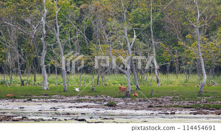 Ezo deer at Narawana on the Notsuke Peninsula in Hokkaido 114454691