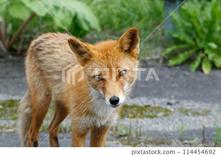 A red fox I encountered in Hokkaido in summer 114454692