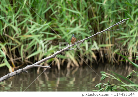 Iina Park Kawaguchi (Akayama Historical and Natural Park) Iina Park Kawaguchi (Akayama Historical and Natural Park) 114455144