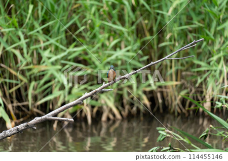 Iina Park Kawaguchi (Akayama Historical and Natural Park) 114455146
