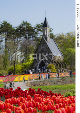Landscape with tulips Landscape with tulips 114455181