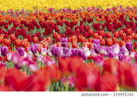 Colorful tulip field Colorful tulip field 114455182