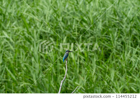 川口伊奈公園（赤山歷史自然公園） 114455212