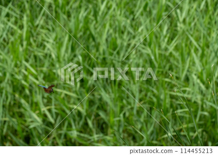 川口伊奈公園（赤山歷史自然公園） 114455213