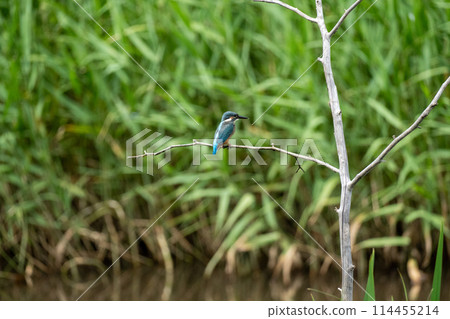 川口伊奈公園（赤山歷史自然公園） 114455214