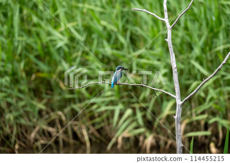 川口伊奈公園（赤山歷史自然公園） 114455215