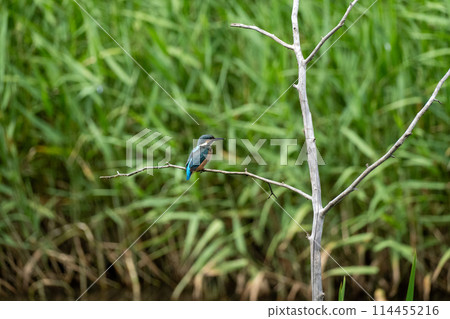 川口伊奈公園（赤山歷史自然公園） 114455216