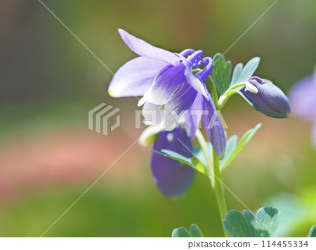 春天花園裡盛開的哥倫拜恩花 114455334