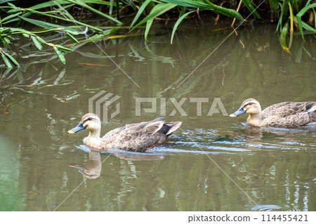 Iina Park Kawaguchi (Akayama Historical and Natural Park) Iina Park Kawaguchi (Akayama Historical and Natural Park) 114455421