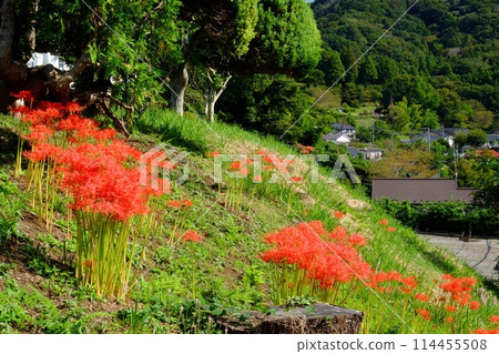 紅蜘蛛百合和樹樁在岸邊盛開[相模原市津久井，10月] 114455508