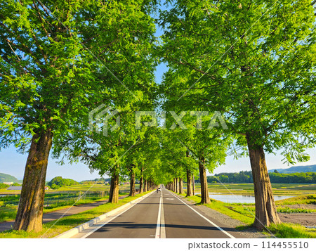 滋賀縣水杉林蔭路 滋賀縣水杉林蔭路 114455510