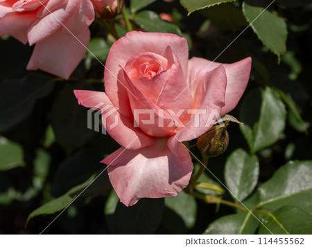 為了慶祝愛子公主的誕生而命名的玫瑰【愛子公主】 114455562