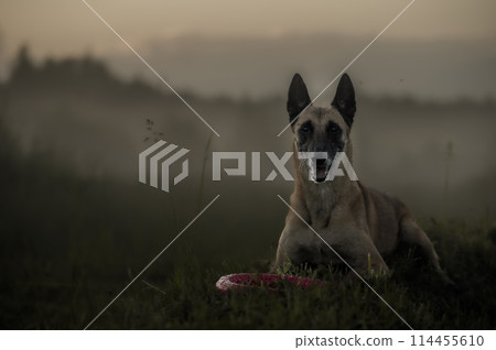 Portrait of Belgian shepherd malinois dog in grass Portrait of Belgian shepherd malinois dog in grass 114455610