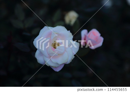 荒尾市少女公民花壇玫瑰花， 114455655