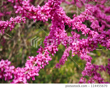 Landscape with redbud Landscape with redbud 114455670