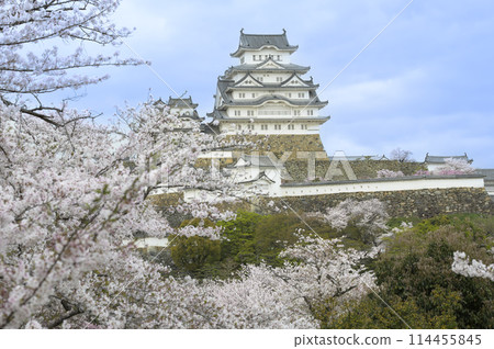 Himeji Castle, a World Heritage Site, decorated with cherry blossoms Himeji Castle, a World Heritage Site, decorated with cherry blossoms 114455845