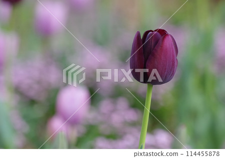 鬱金香預示著春天的到來 114455878