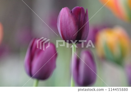 盛開的紫色鬱金香 114455880