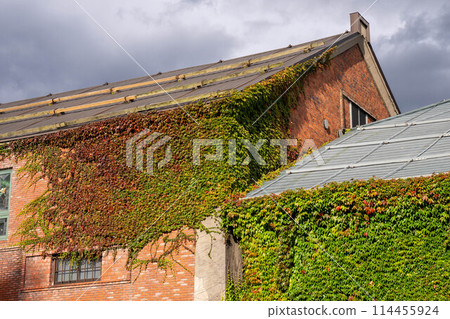 Otaru, Hokkaido, autumn leaves in the air, brick warehouse covered in ivy 114455924