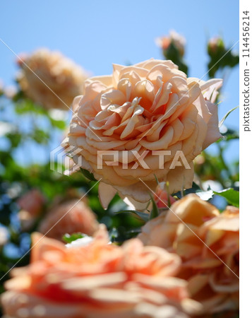 Rose of orange Rose of orange 114456214