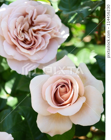 棕色玫瑰 棕色玫瑰 114456230