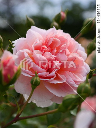 玫瑰花結 粉紅玫瑰 玫瑰花結 粉紅玫瑰 114456325