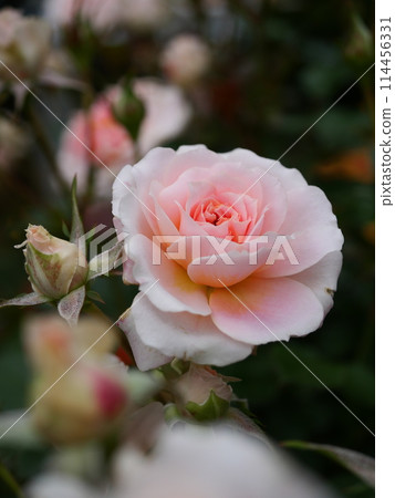 Pink miniature rose 114456331