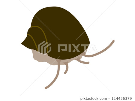 巨型蝸牛、須彌蘋果蝸牛 114456379