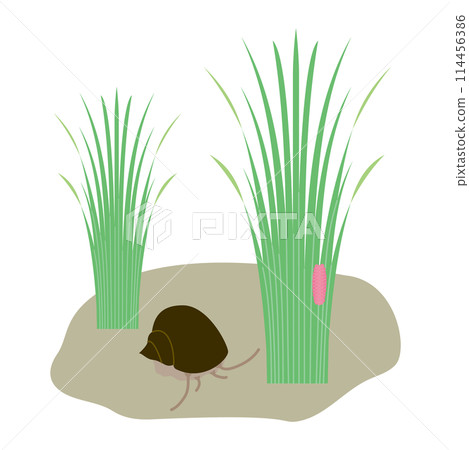 Giant snails and eggs laid on rice 114456386