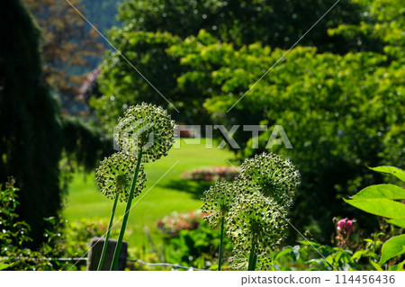Victoria, British Columbia, Canada Tourists at Butchart Gardens Sunken Garden. High quality 114456436