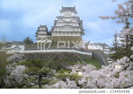 Himeji Castle, a World Heritage Site, after sunset, decorated with cherry blossoms Himeji Castle, a World Heritage Site, after sunset, decorated with cherry blossoms 114456446