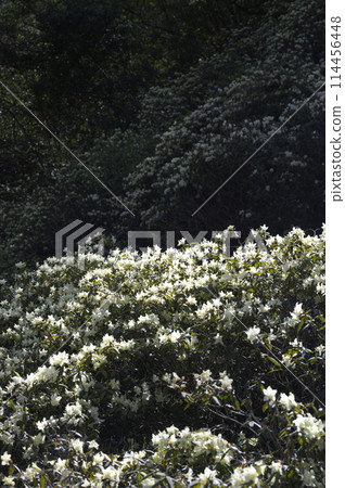 Rhododendron moniliforme blooming in the mountains 114456448