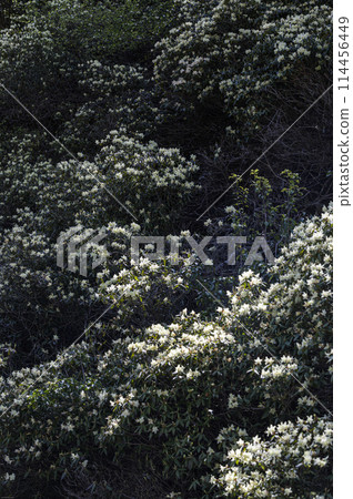 Wild Rhododendron moniliforme growing in the mountains 114456449