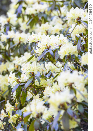 Yellow Rhododendron 114456450