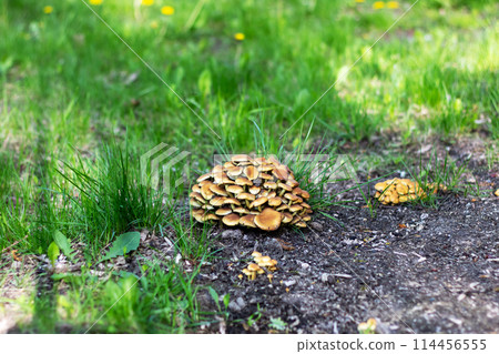 Mushrooms sprouting in grass among vegetation on the natural landscape Mushrooms sprouting in grass among vegetation on the natural landscape 114456555