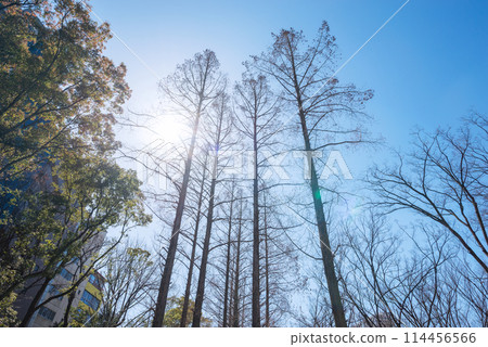 冬天樹 114456566