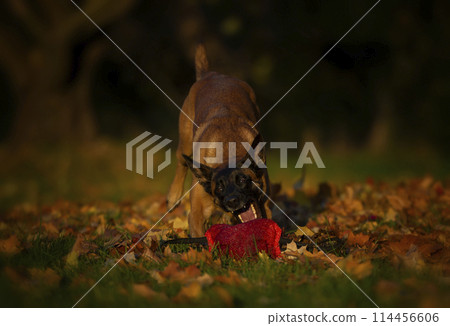 Belgian shepherd malinois dog cathing red toy Belgian shepherd malinois dog cathing red toy 114456606