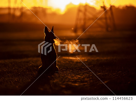 silhouette, animal, sunset 114456623