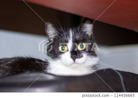 A black and white Felidae cat with yellow eyes gazes into the camera 114456665