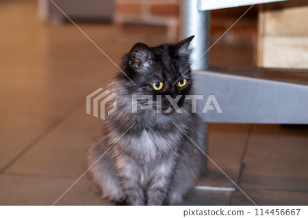 Felidae cat with yellow eyes on tiled floor, small to mediumsized carnivore Felidae cat with yellow eyes on tiled floor, small to mediumsized carnivore 114456667