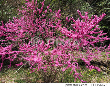 Landscape with redbud Landscape with redbud 114456678