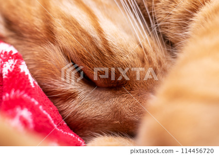 Close up of a Felidae carnivore, a cat snoozing on a red blanket for comfort Close up of a Felidae carnivore, a cat snoozing on a red blanket for comfort 114456720