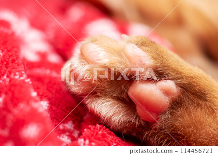Close up of a Felidaes paw with delicate nails on a red blanket 114456721