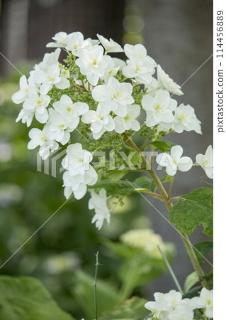 hydrangea hydrangea 114456889