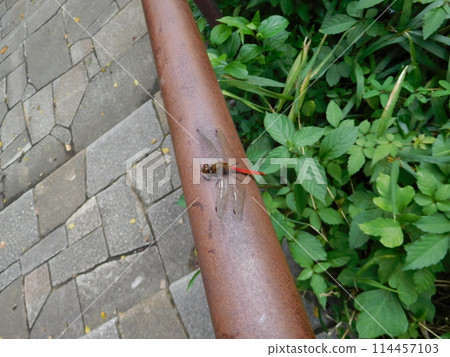 Autumn darter, male, Jingashita Valley 114457103