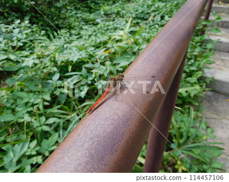 Autumn darter, male, Jingashita Valley 114457106