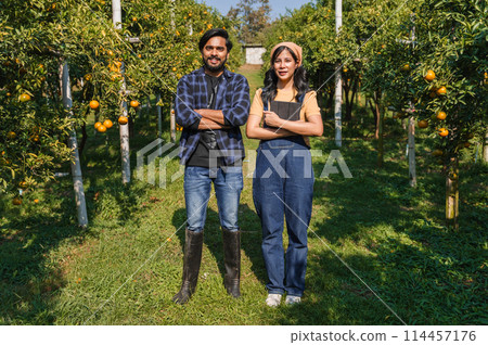 man and a woman stand in a field of oranges man and a woman stand in a field of oranges 114457176