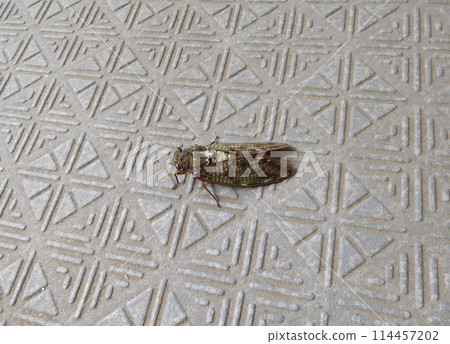 Brown cicada Brown cicada 114457202