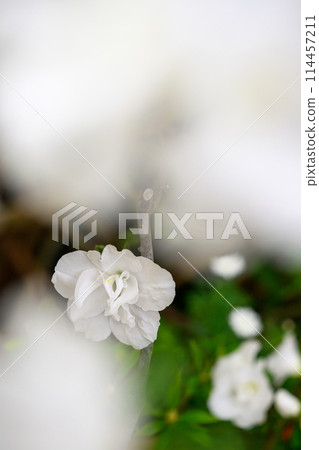 杜鵑清（札幌綠色中心）_4265 114457211